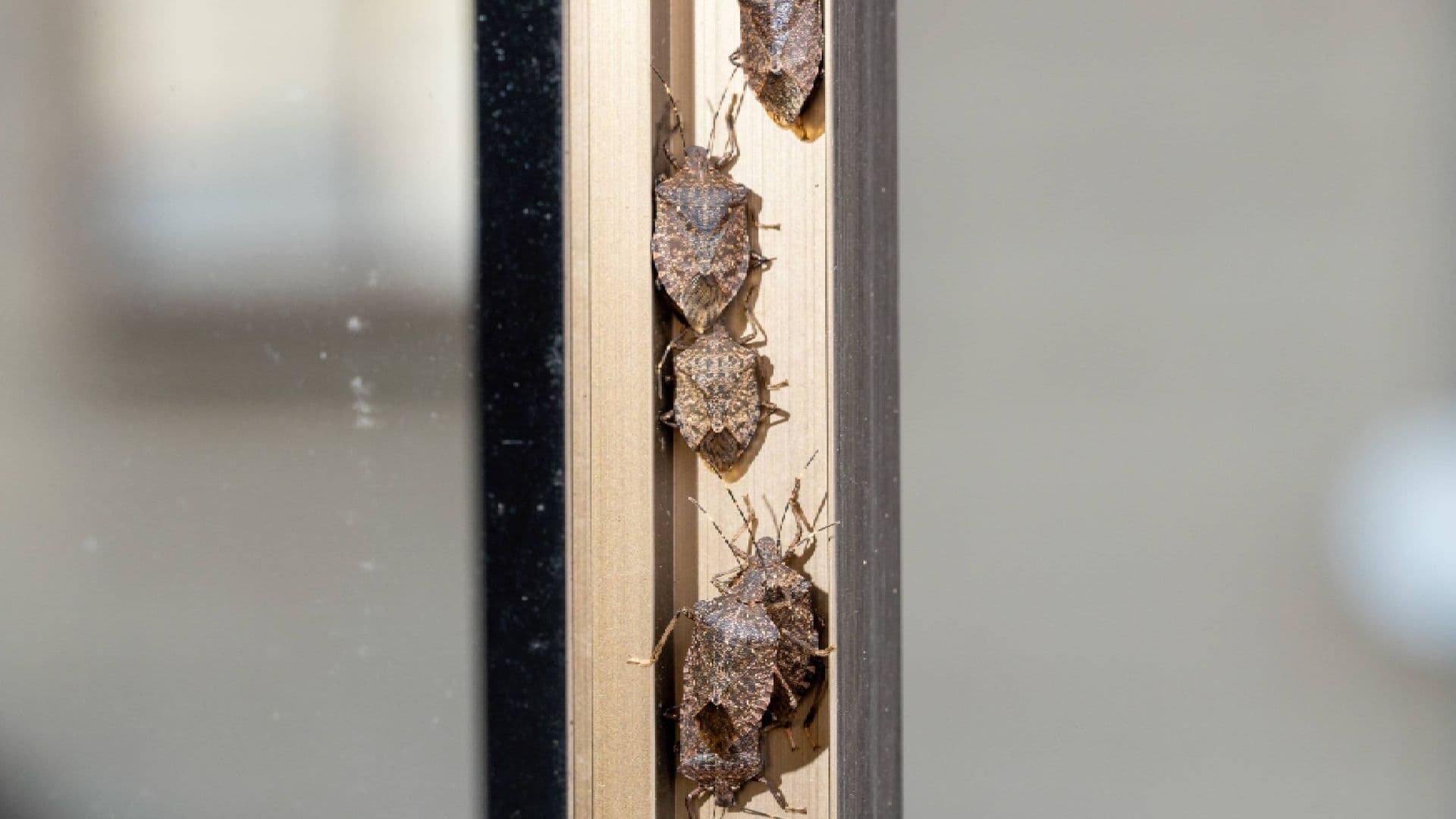 چگونه با چسب نواری حشرات بدبو (Stink Bugs) را به دام بیندازیم؟